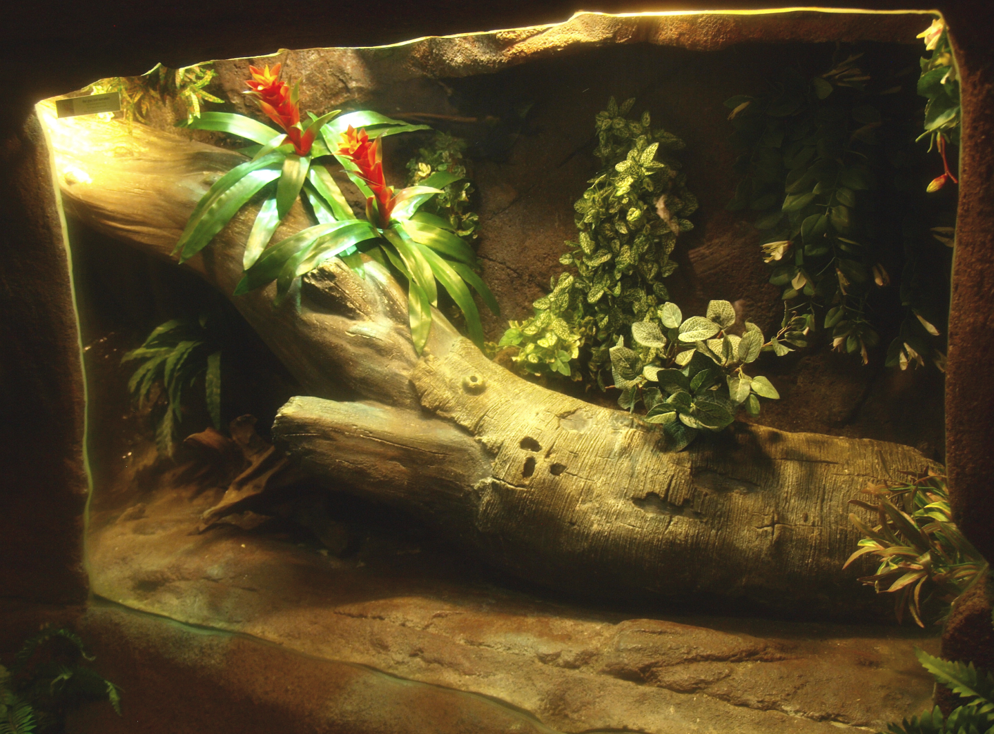 Green basilisk terrarium, 2017-02-06