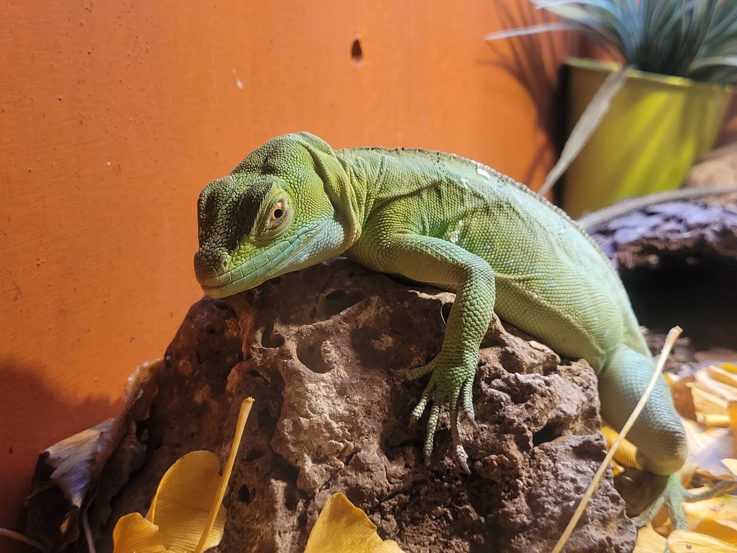 Green basilisk -Zoo de Santillana del Mar (2023)