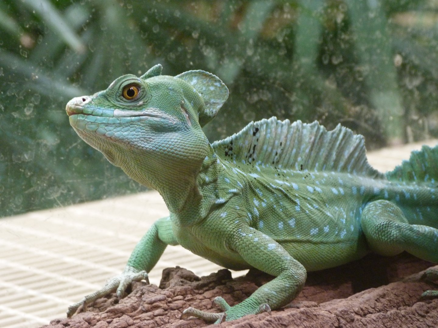 Green basilisk -Zoo Praha (2025)