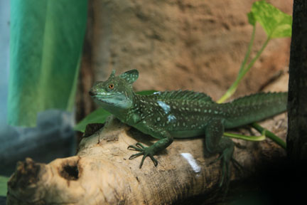 green basilisk