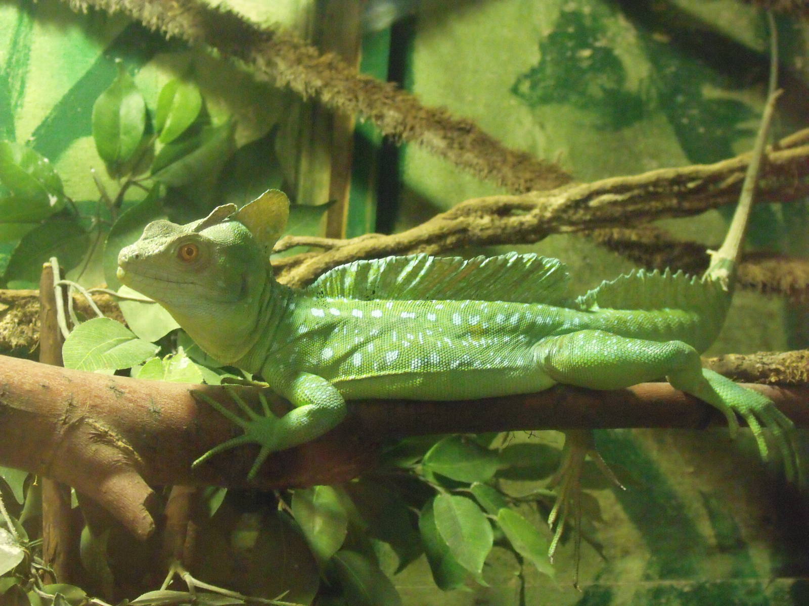 Green Basilisk