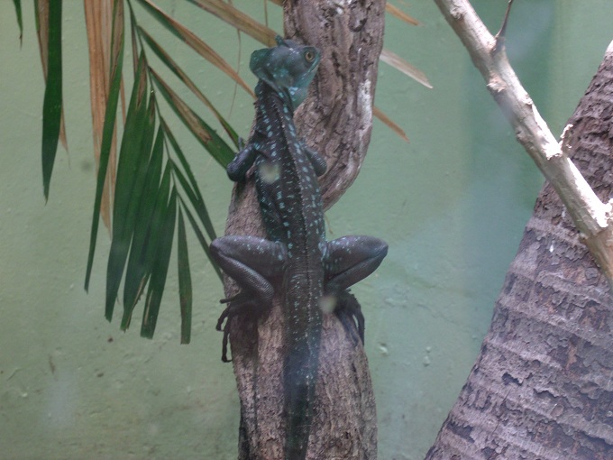 Green Basilisk