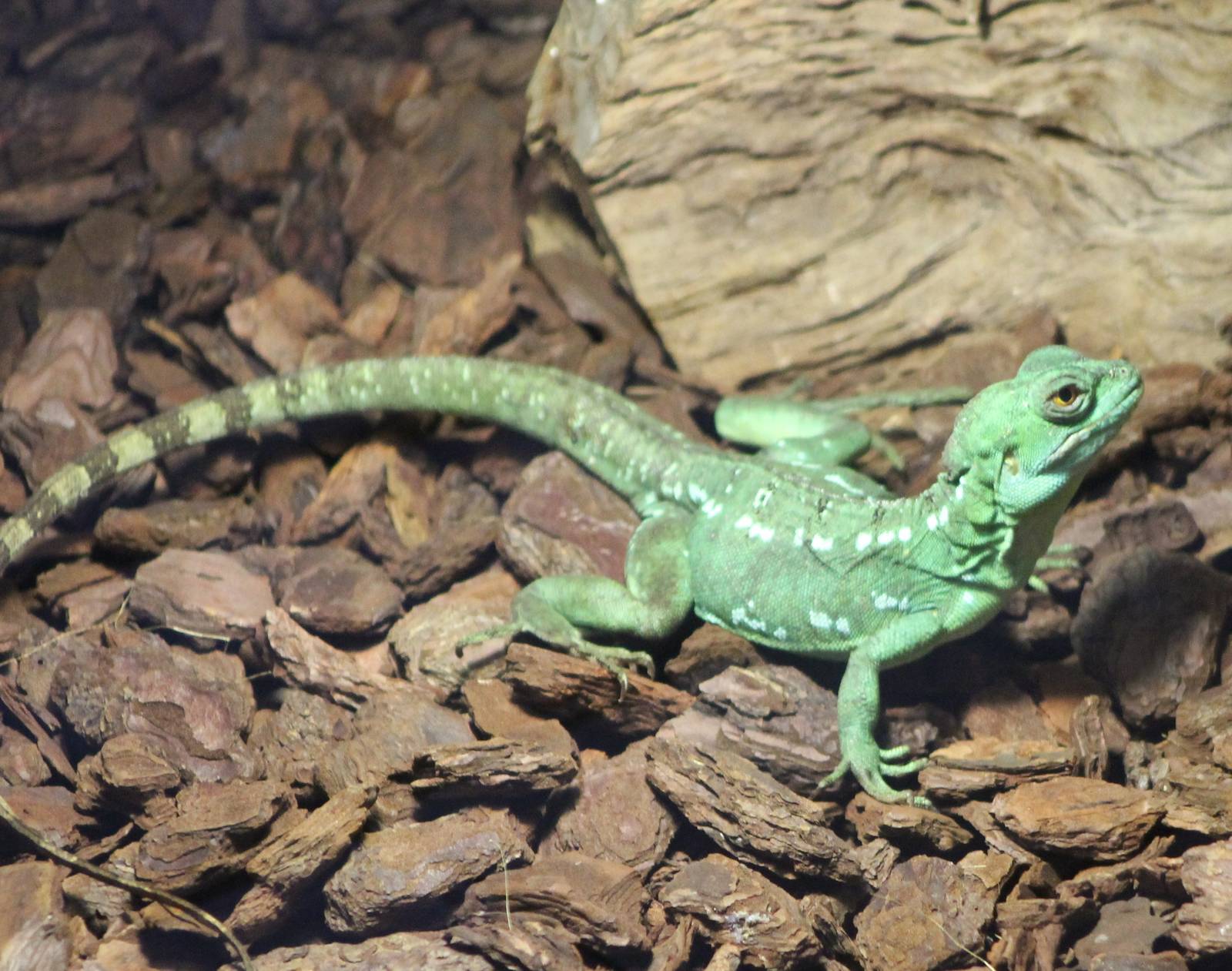 Green basilisk