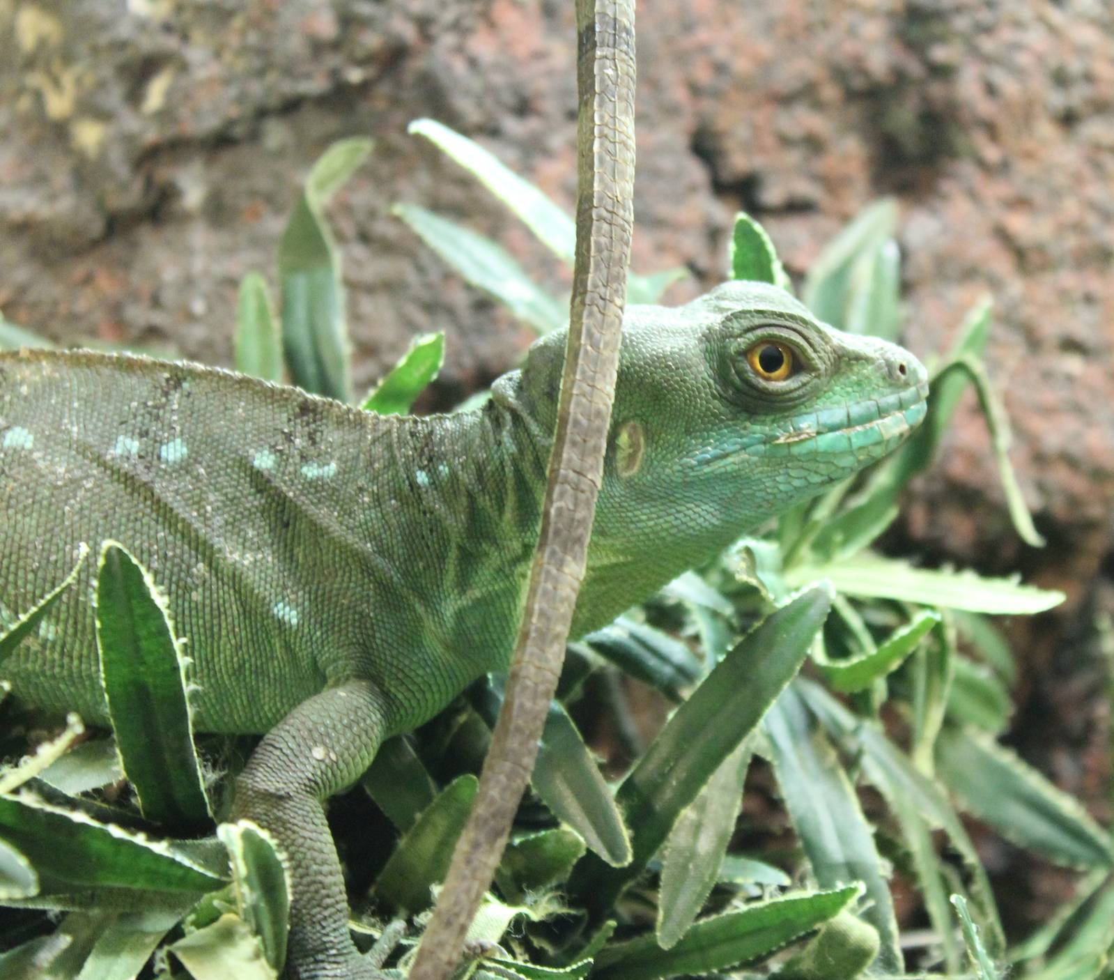 Green basilisk