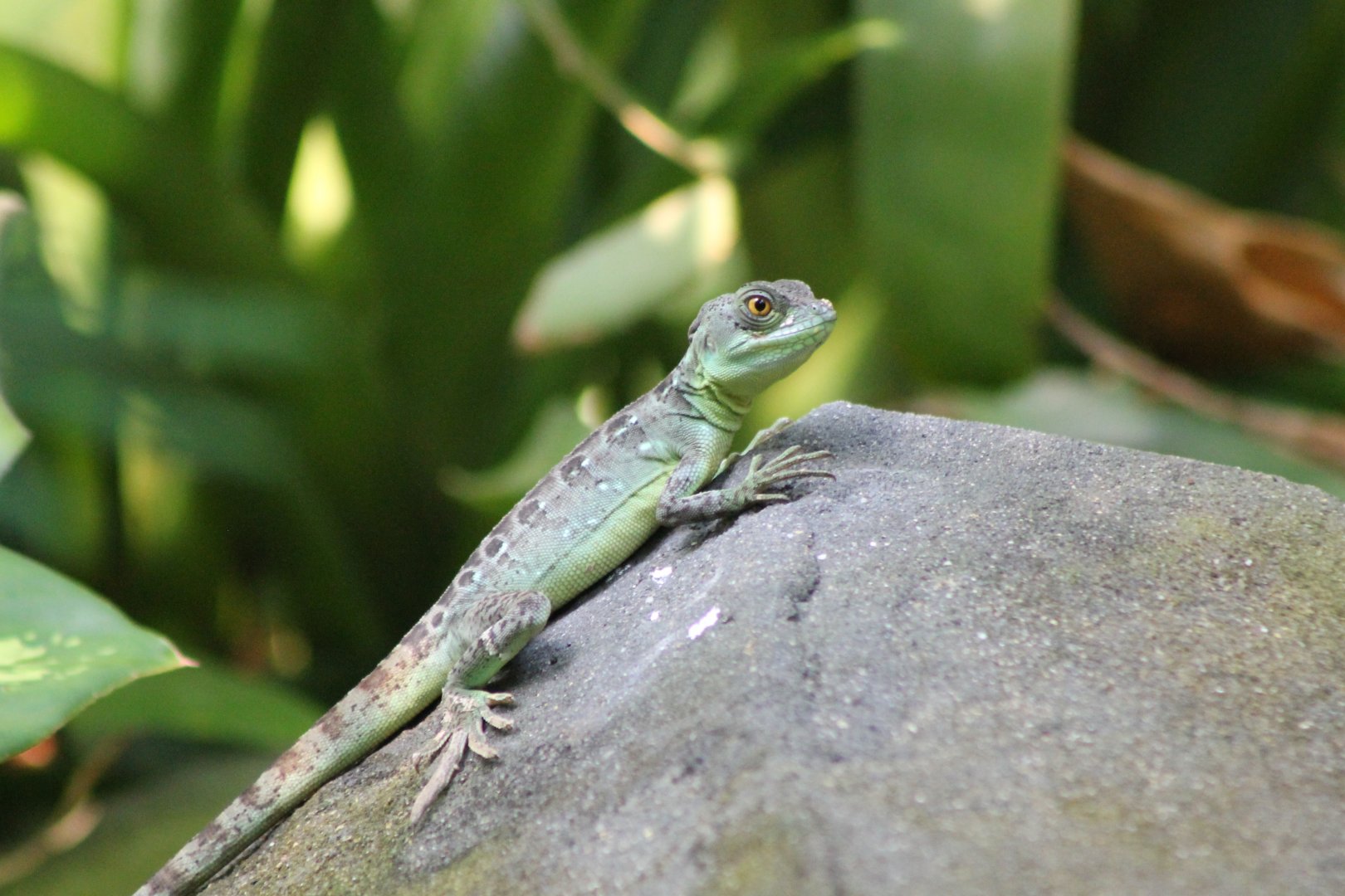 Green basilisk