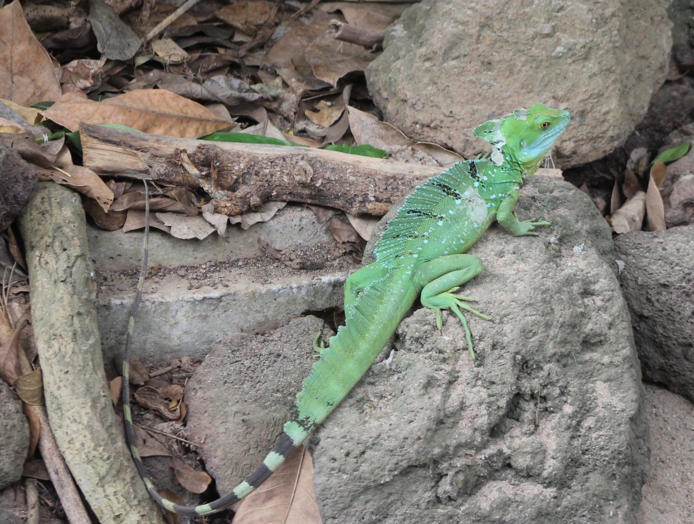 Green basilisk