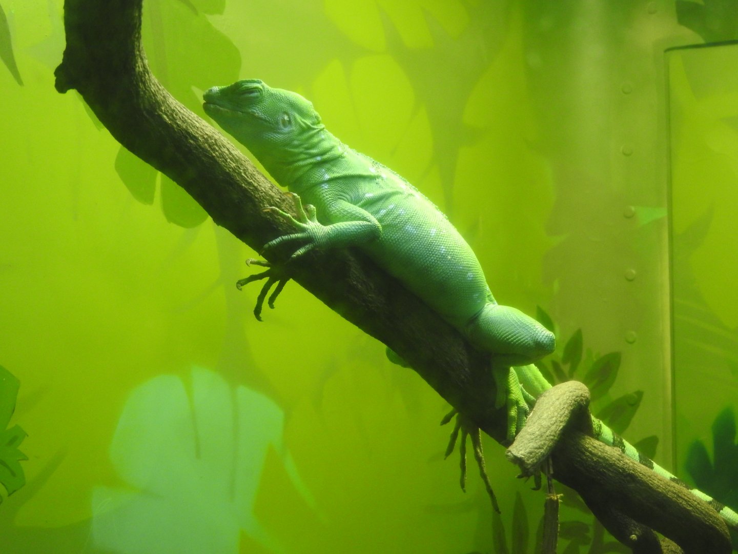 Green Basilisk