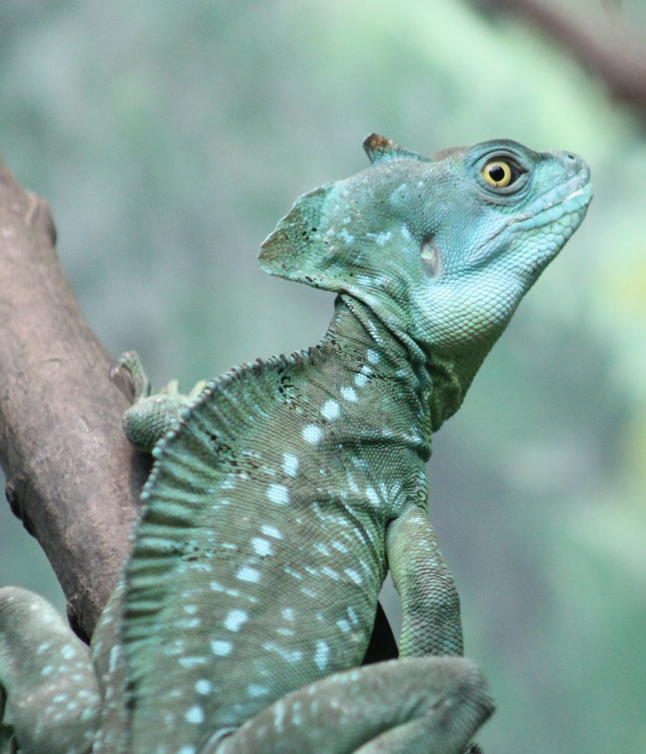 Green basilisk