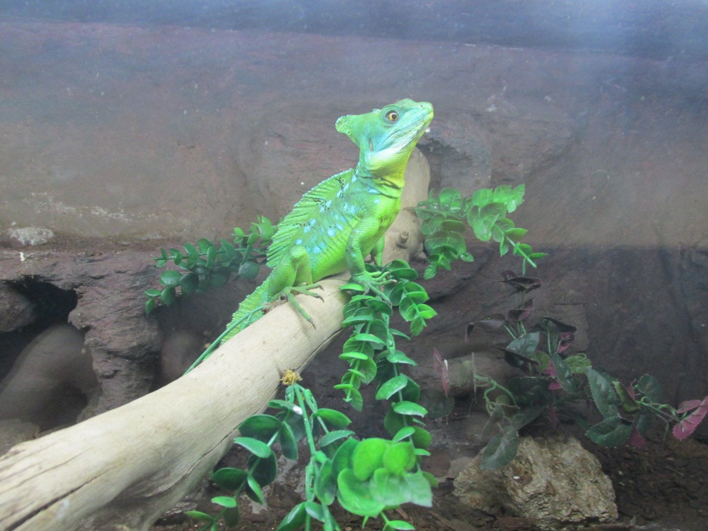 green basilisk