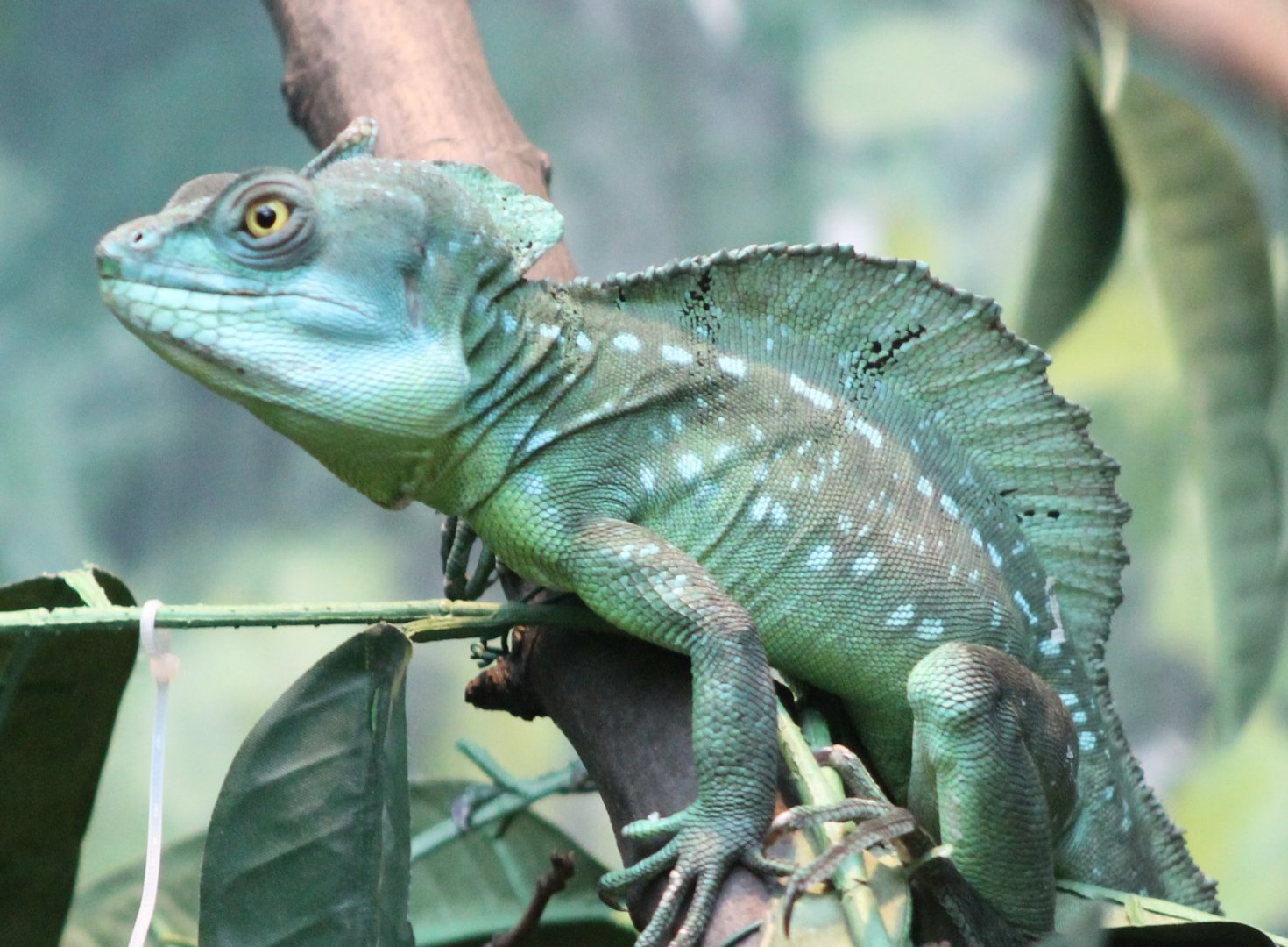 Green basilisk