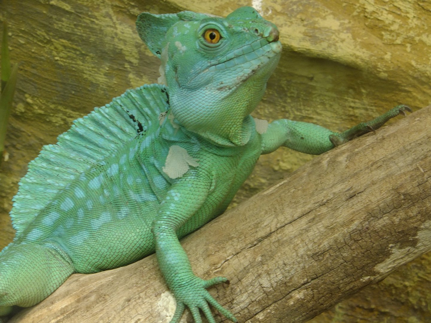 Green basilisk