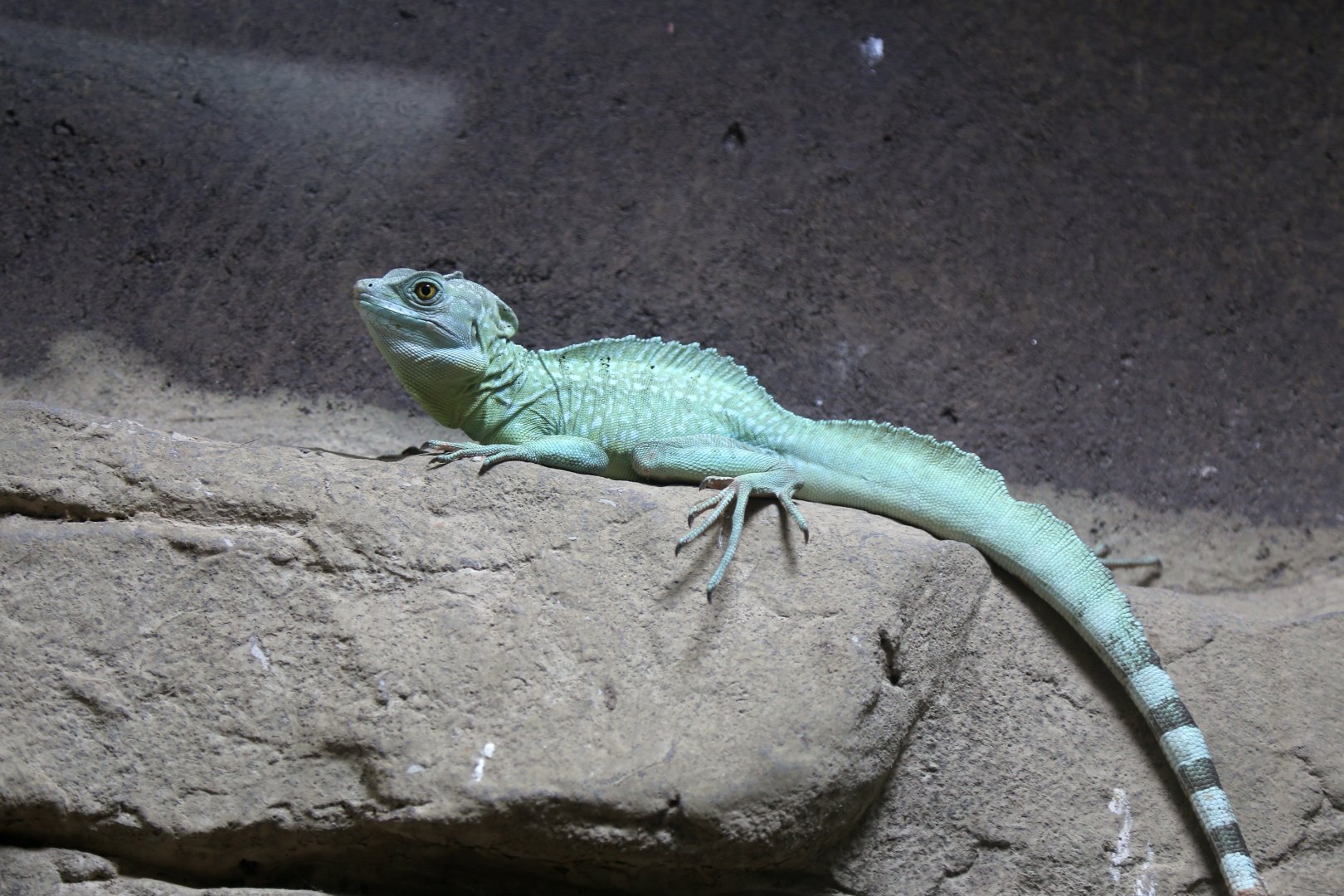 Green Basilisk