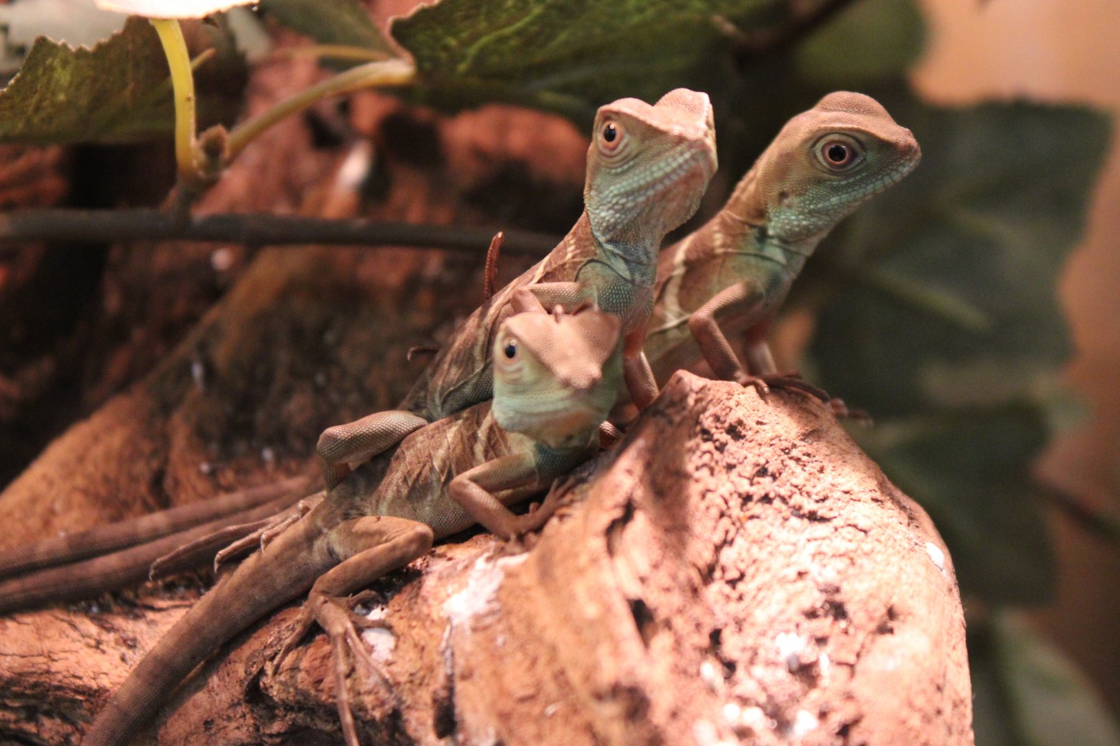 Green basilisks - juvenile