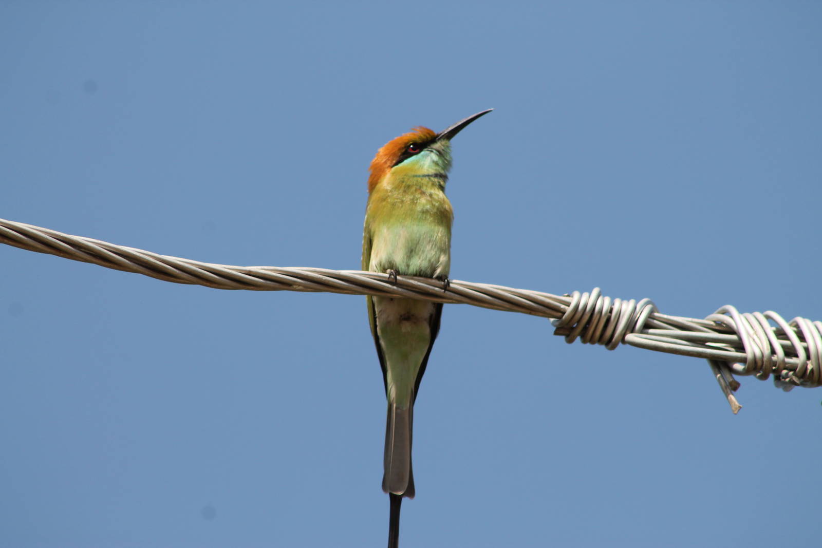 Green Bee-eater(Merops orientalis)