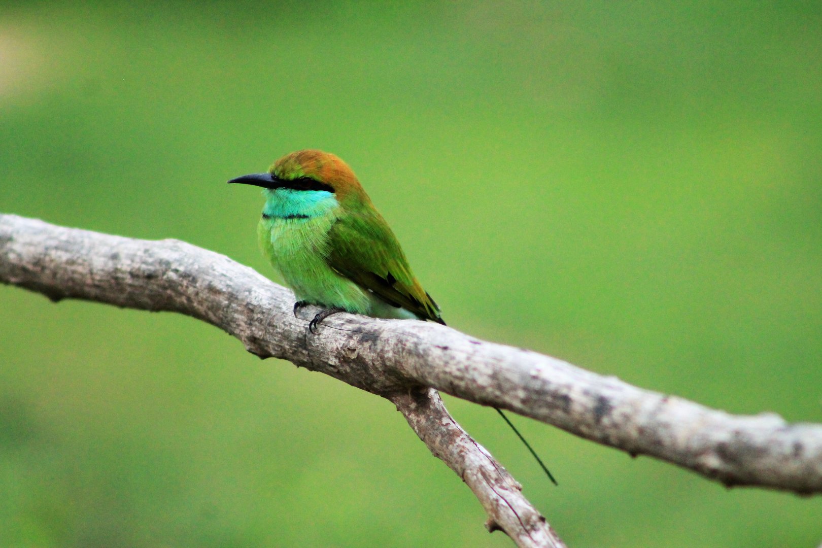 Green Bee-eater (Merops orientalis)