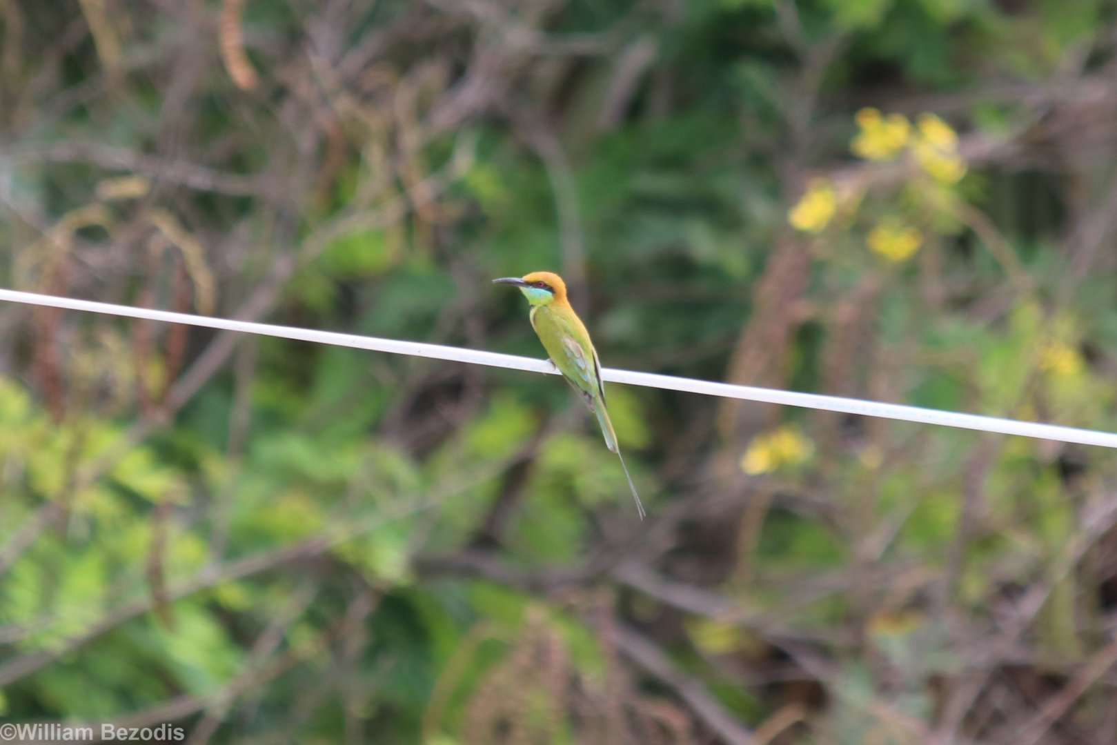 Green Bee-eater - Rice Fields Near Petchaburi