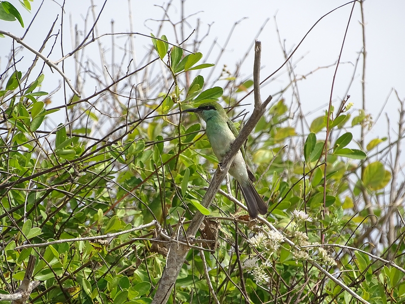 Green bee-eater