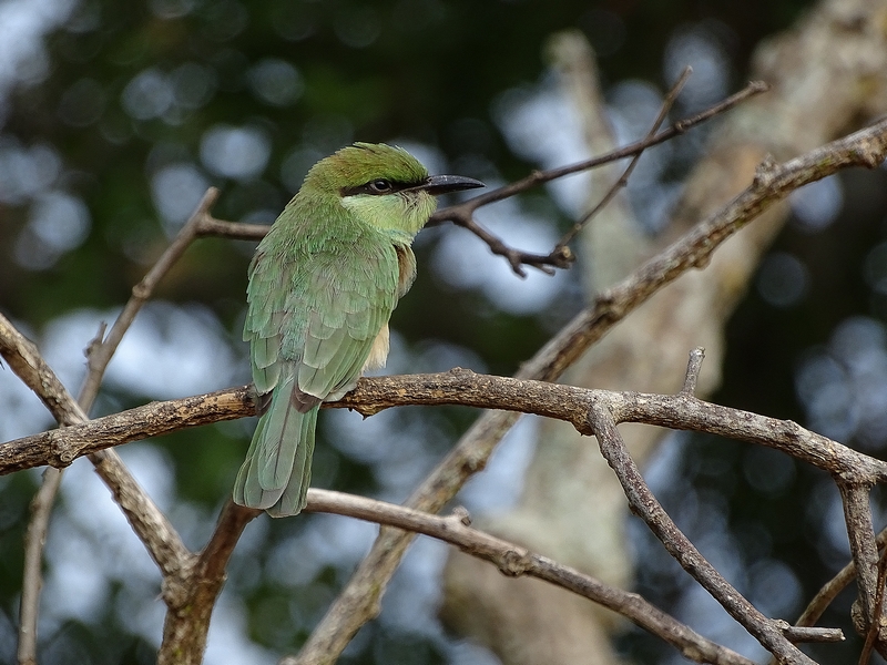 Green bee-eater