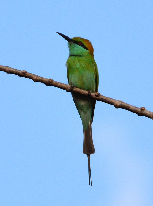 Green bee-eater