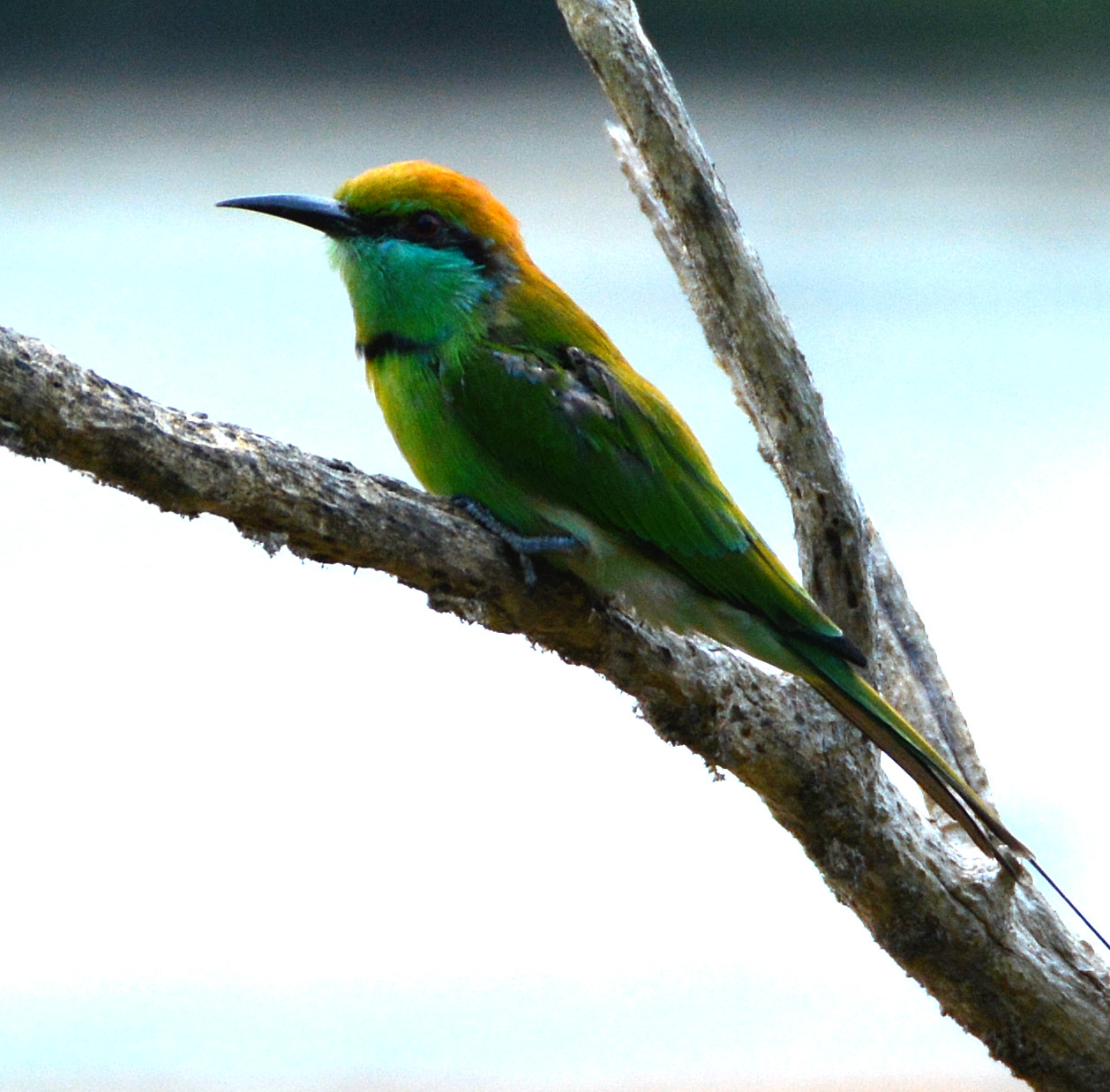 Green bee-eater