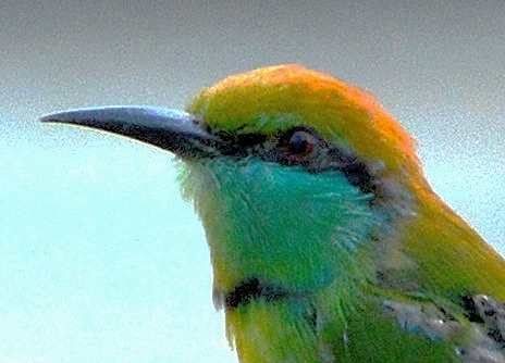 Green bee-eater