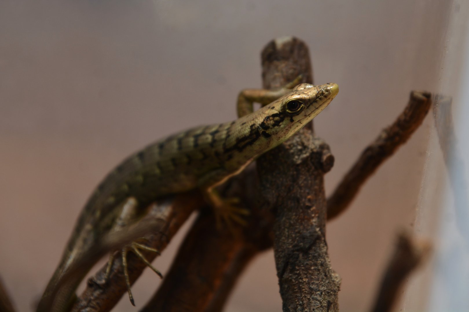 Green-bellied tree skink (Epibator nigrofasciolatus)