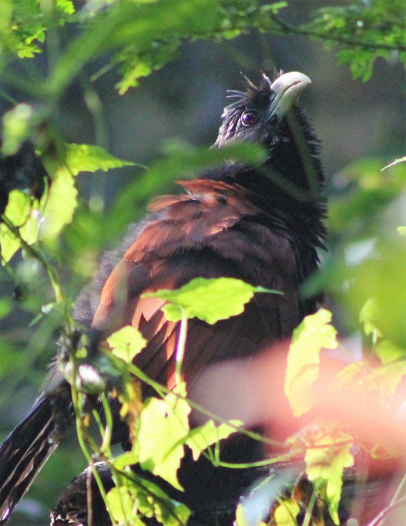 Green-billed Coucal (Centropus chlororhynchos)