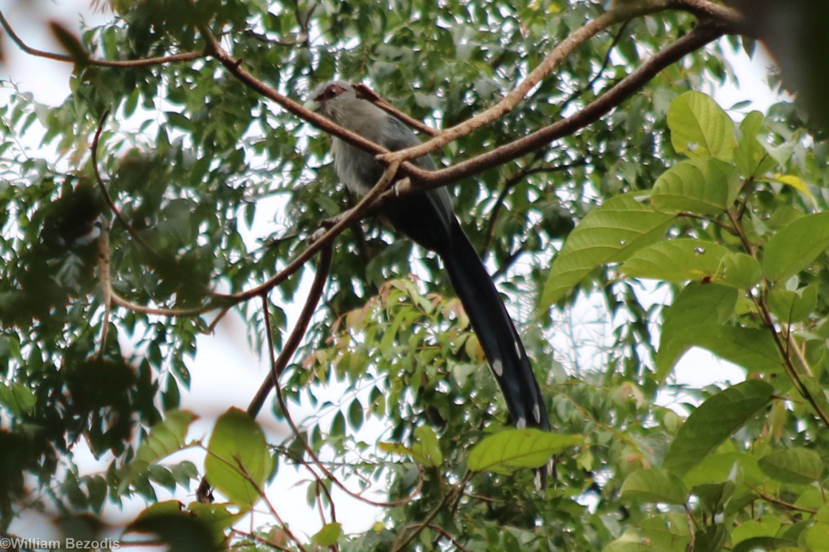 Green-billed Malkoha - Cat Tien