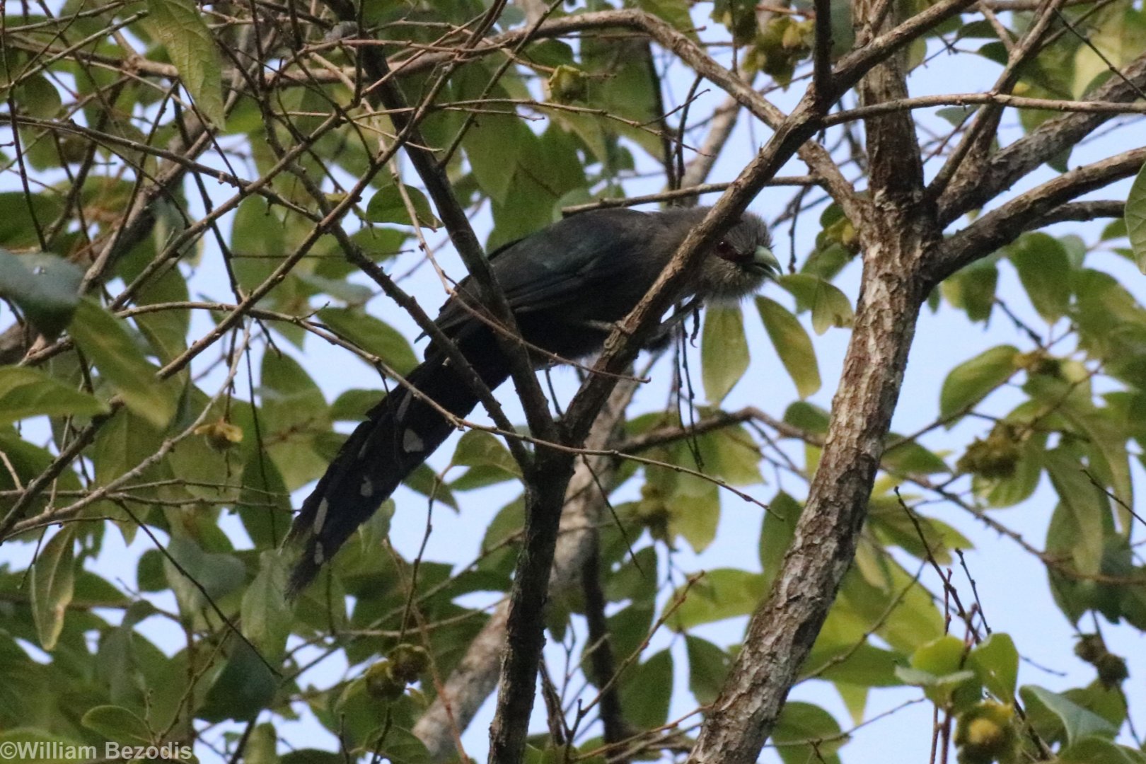 Green-billed Malkoha - Khao Yai National Park