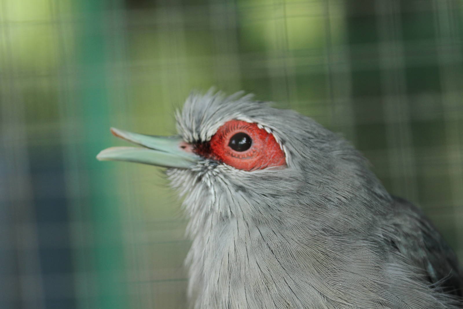 Green-billed Malkoha (Phaenicophaeus tristis)