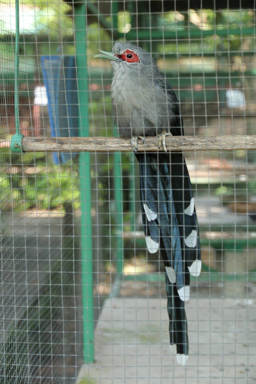 Green-billed Malkoha (Phaenicophaeus tristis)
