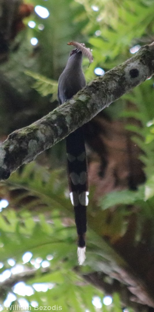 Green-billed Malkoha with Leaf