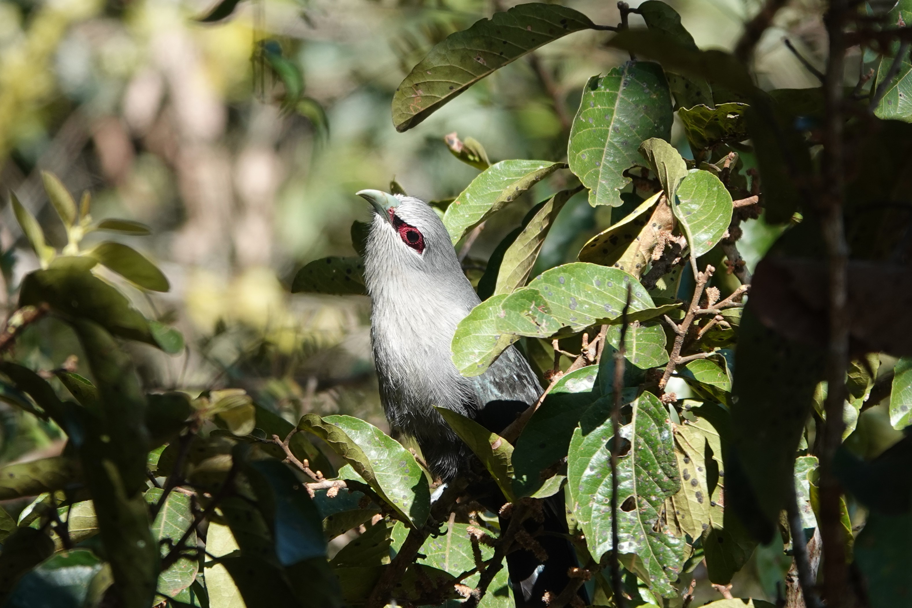 Green-billed Malkoha