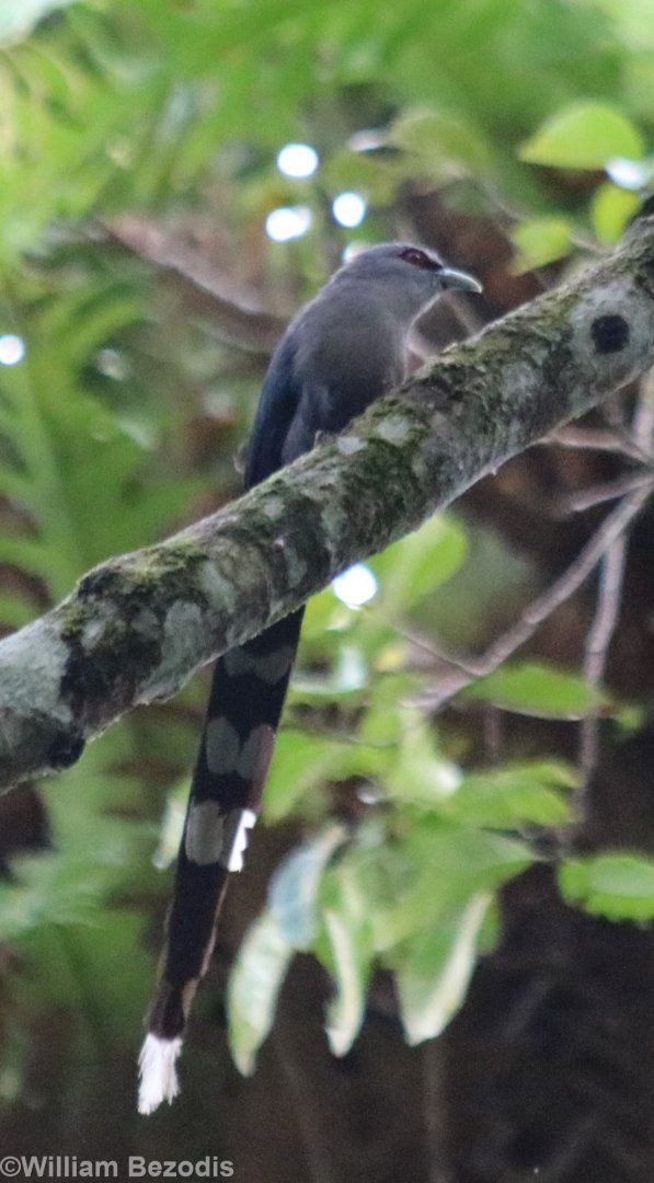Green-billed Malkoha