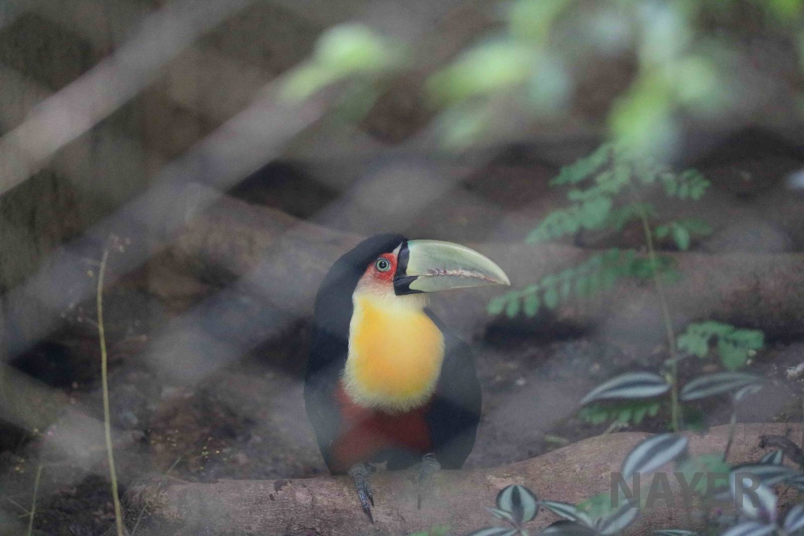 Green-billed toucan, April 2016