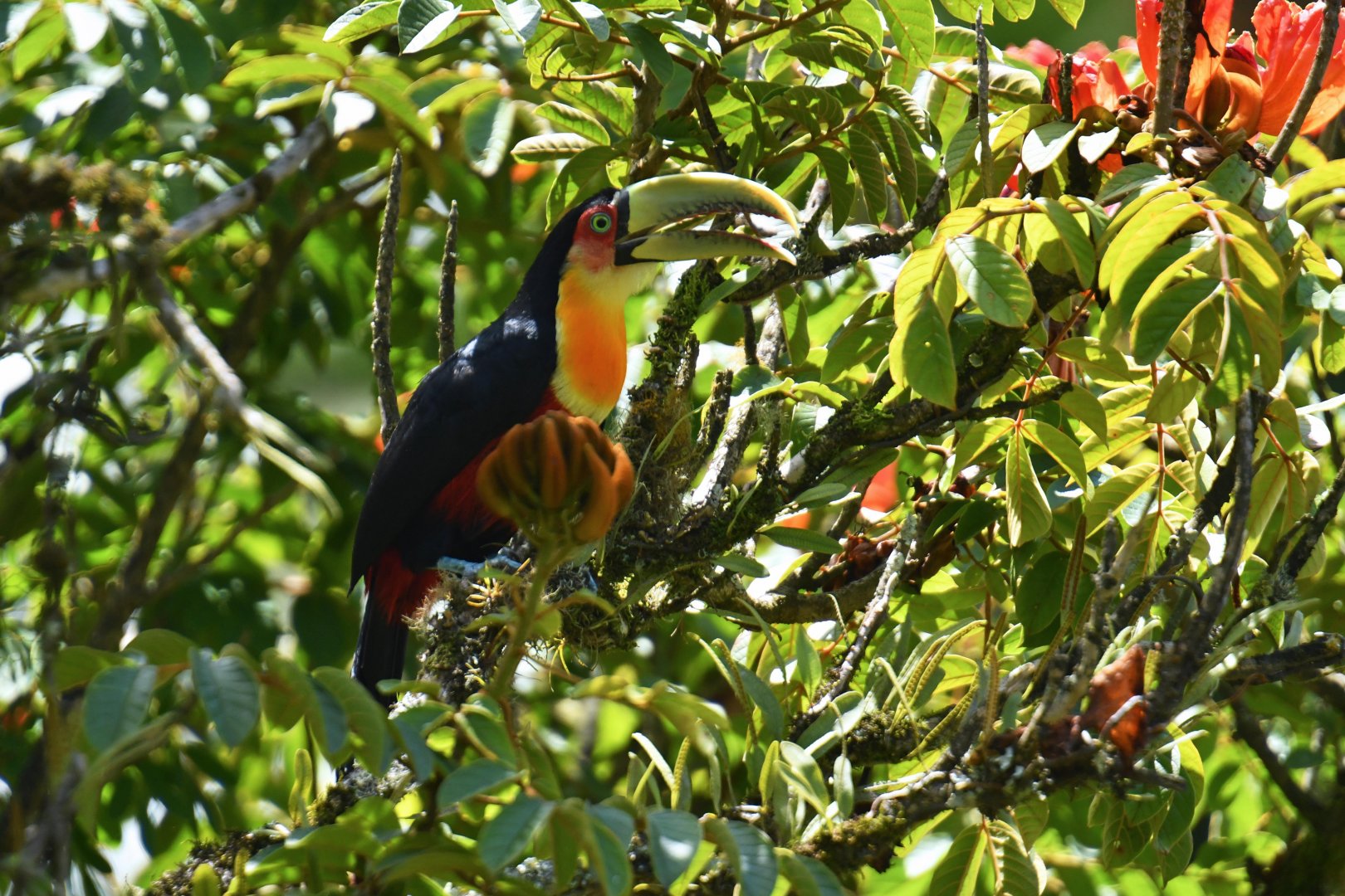 Green-billed Toucan (Ramphastos dicolorus)