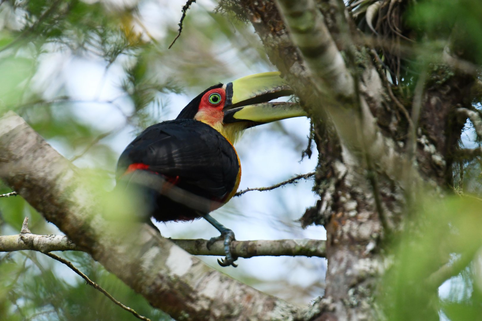 Green-billed Toucan (Ramphastos dicolorus)