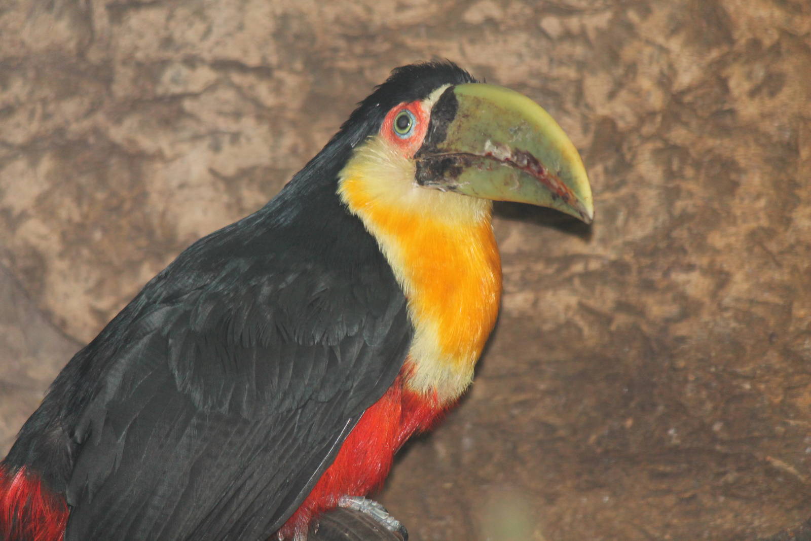 Green-billed Toucan