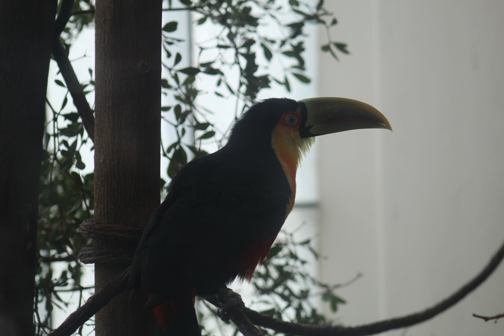 Green-Billed Toucan