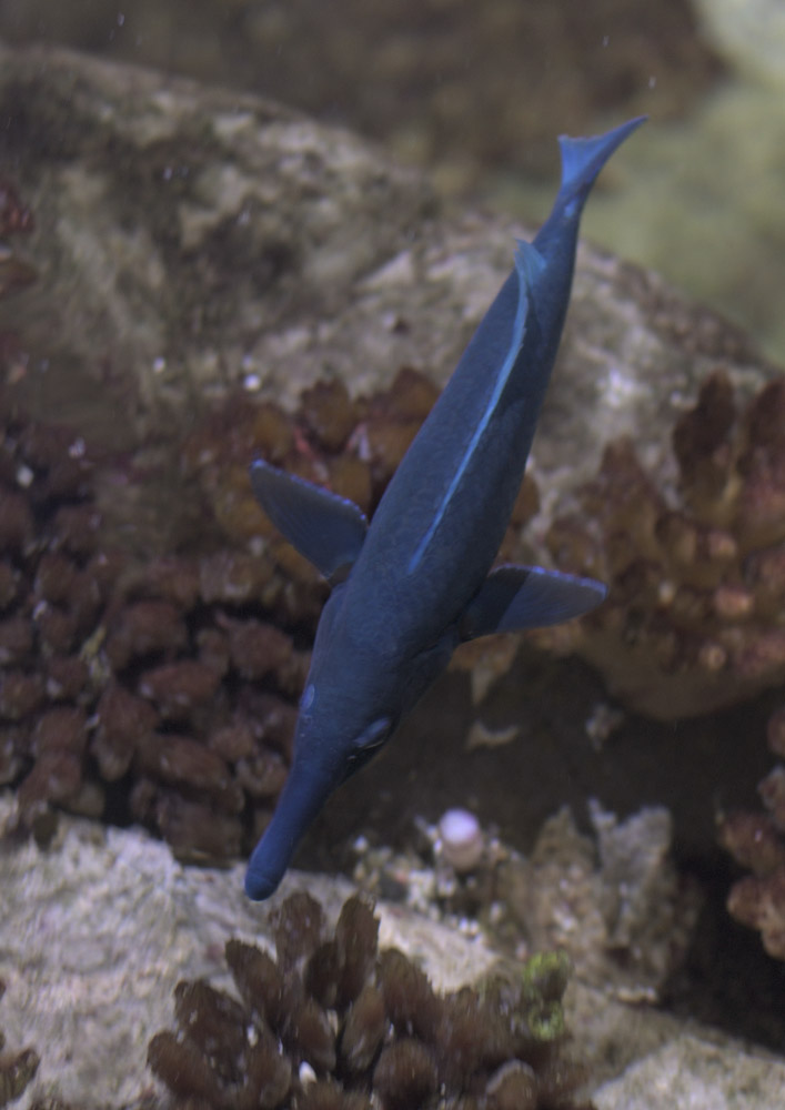 Green birdmouth wrasse
