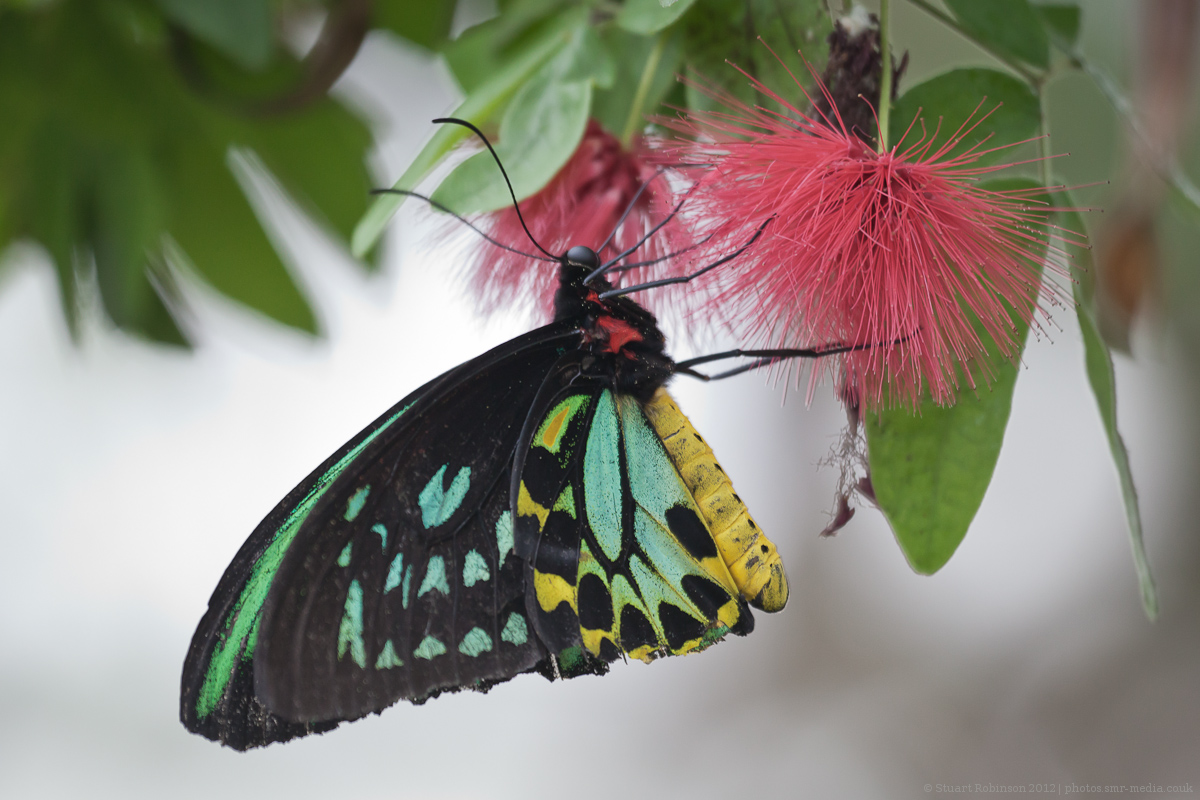 Green Birdwing Butterfly - 11/03/2012