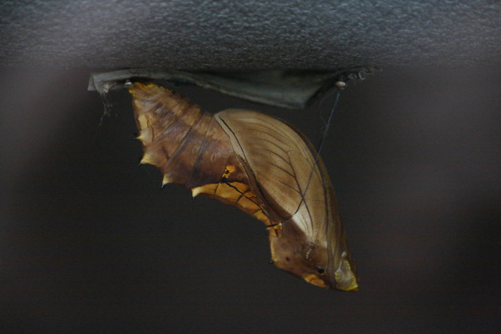 Green birdwing chrysalis