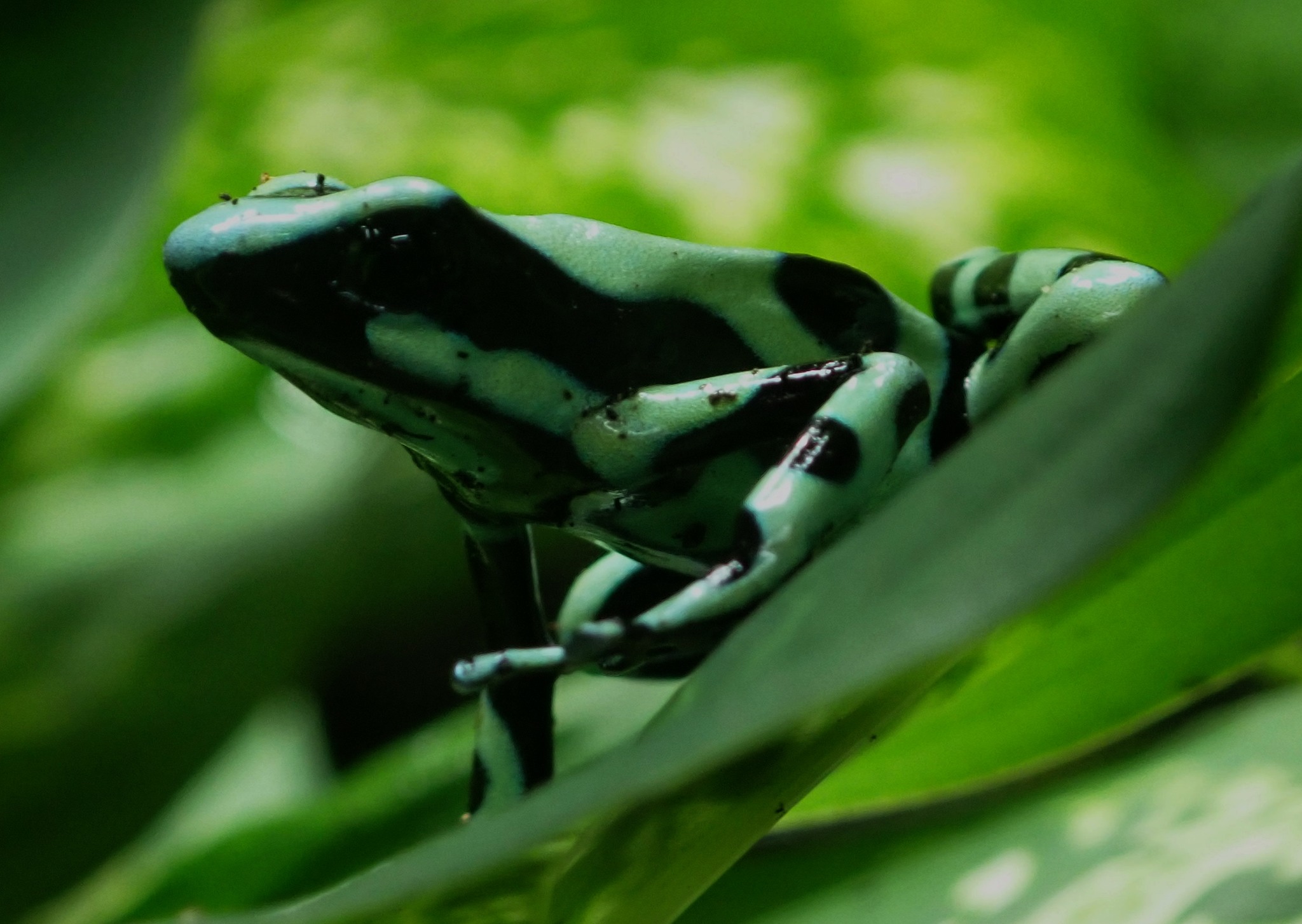 Green & Black Poison Dart Frog - Dendrobates auratus
