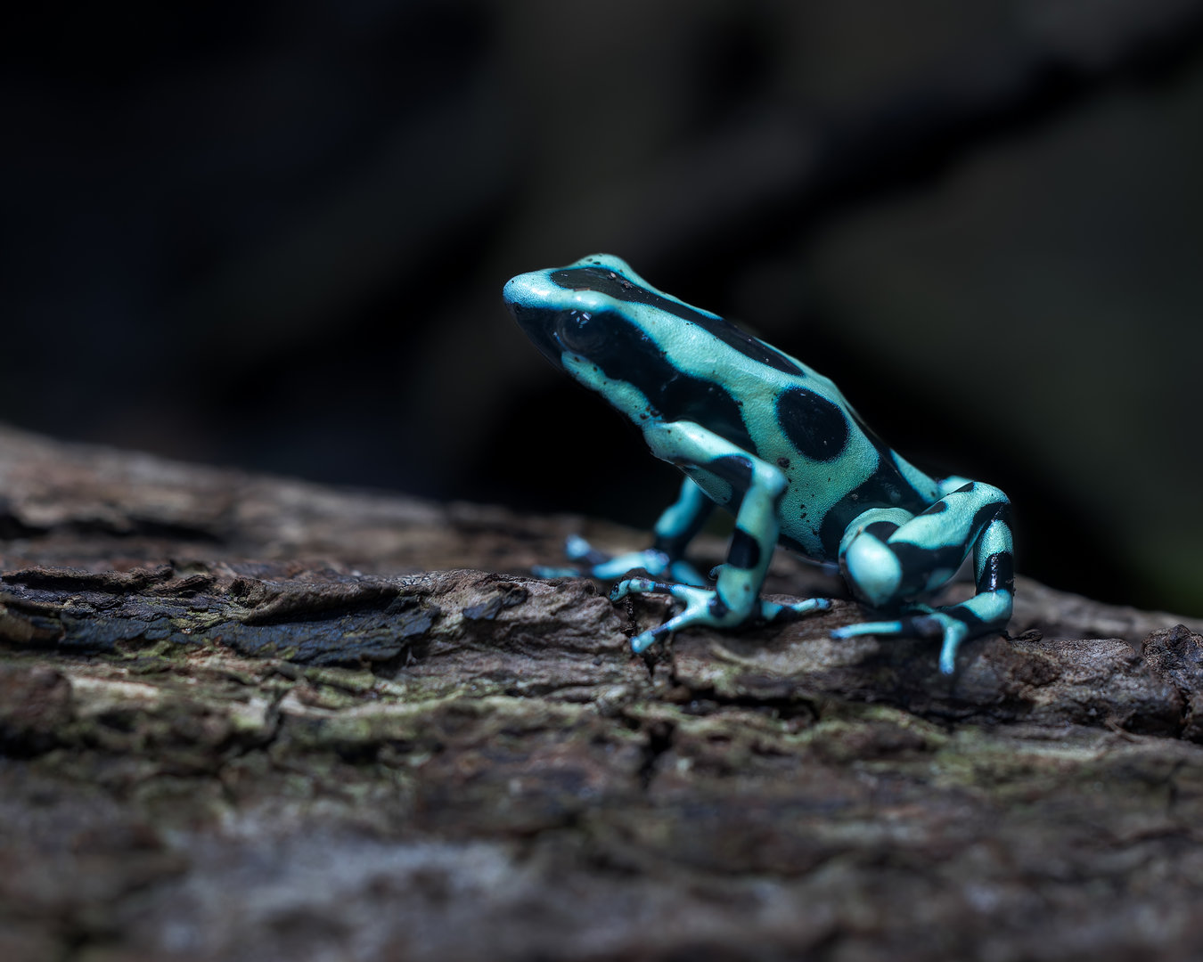 Green & Black Poison Dart Frog? / Newquay Zoo / 16-3-23