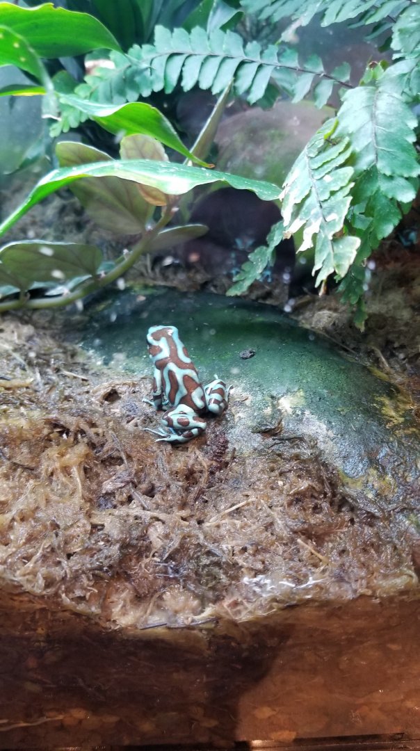Green & Black Poison Frog, Amazonia