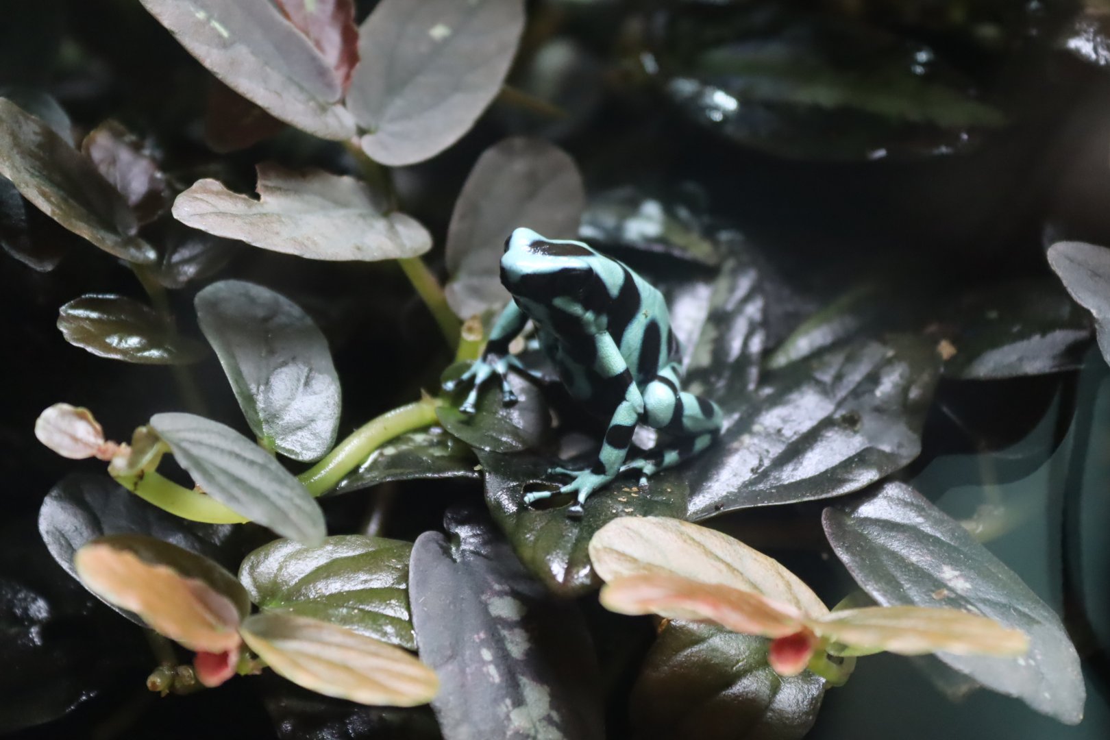 Green & Black Poison Frog