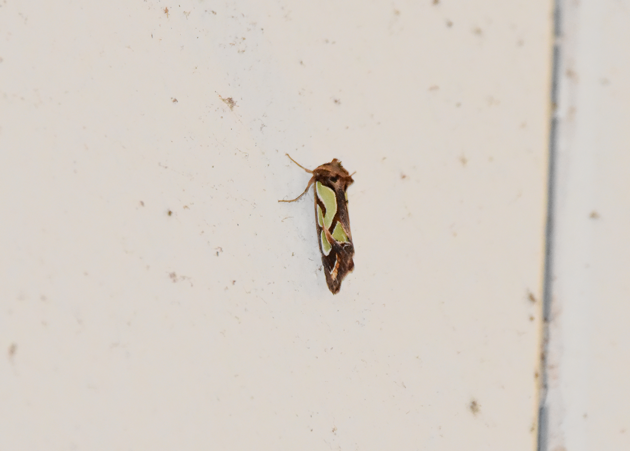 Green-blotched Moth, Cosmodes elegans