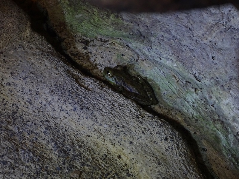 Green Bones Tree Frog (Scinax elaochrous)