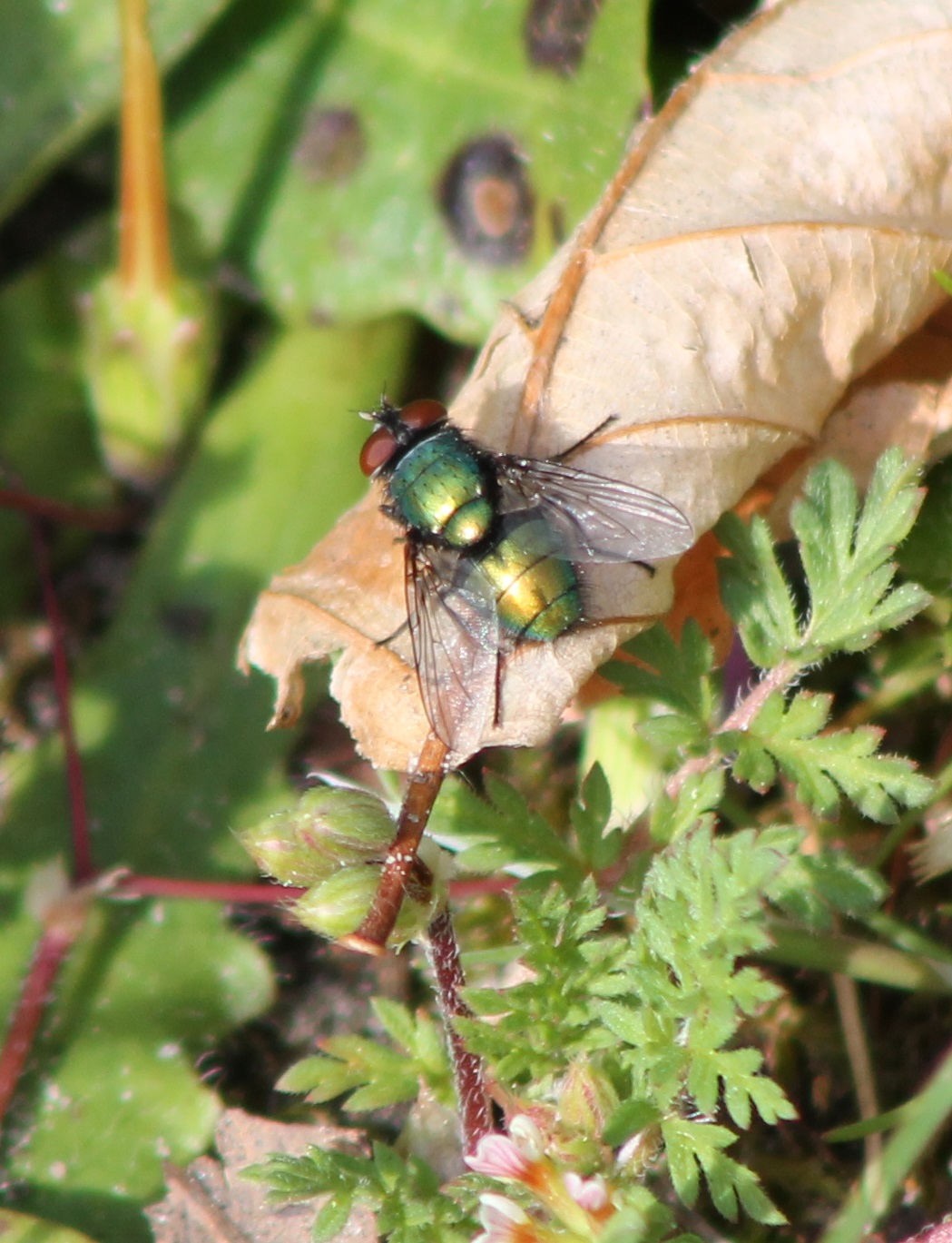 Green bottle fly