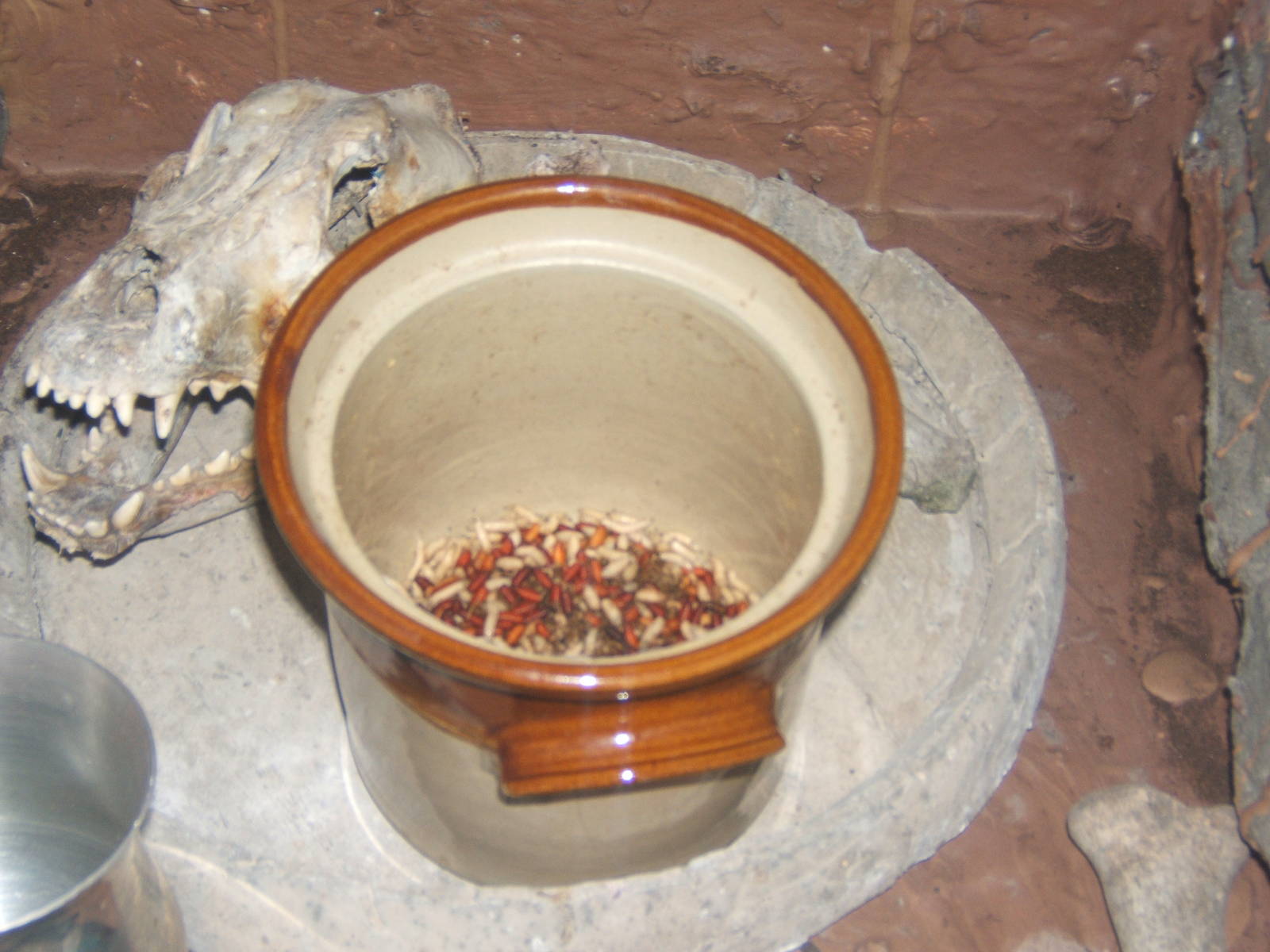 Green Bottle maggots